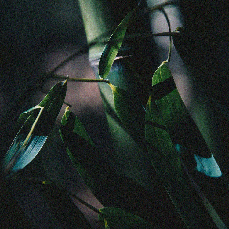 Bamboo.webp